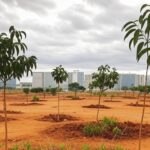 Área urbana de Brasília com pouca arborização e danos ambientais, destacando solo seco e árvores murchas.