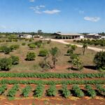 Paisagem rural no DF com campos cultivados e estrutura de extensão, representando capacitação de produtores em gestão de negócios.