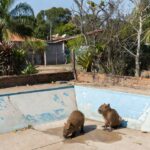 Filhotes de capivara em piscina vazia no Lago Norte, Brasília