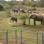 Recinto de elefantes no Zoológico de Brasília com cercas e habitat natural